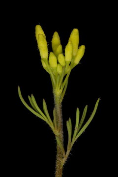 Flixweed (Descurainia sophia). Budding Inflorescence Closeup