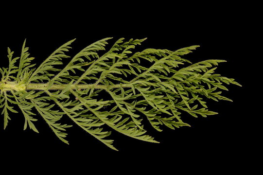 Flixweed (Descurainia sophia). Leaf Closeup