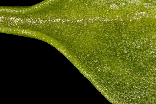 Heart-Leaf Ice-Plant (Mesembryanthemum cordifolium). Leaf Detail Closeup