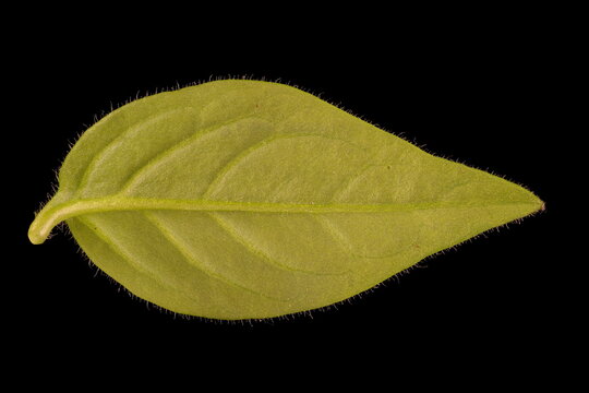 Petunia (Petunia x atkinsiana). Leaf Closeup