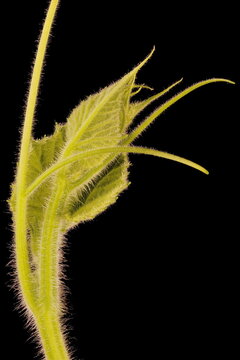Bottle Gourd (Lagenaria siceraria). Shoot Detail Closeup
