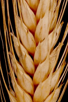 Rye (Secale cereale). Infructescence Detail Closeup