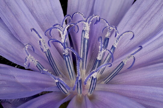 Chicory (Cichorium intybus). Ray Florets Closeup