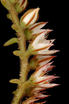 White Stonecrop (Sedum album). Inflorescence Detail Closeup