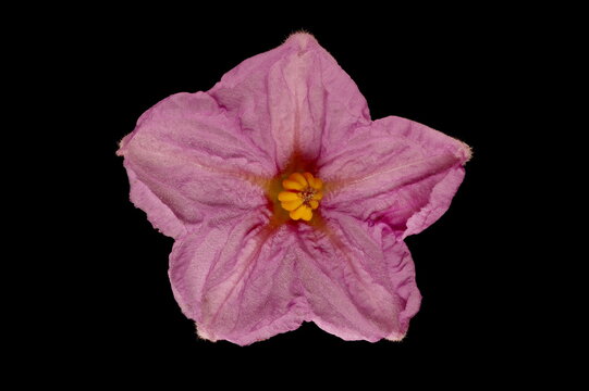 Eggplant (Solanum melongena). Flower Closeup