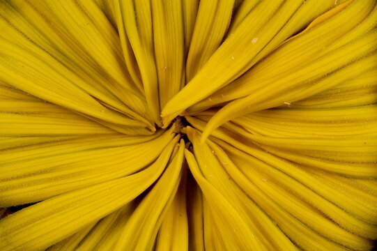 Common Sunflower (Helianthus annuus). Opening Capitulum Disc Closeup