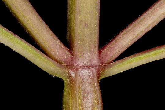 Peppermint (Mentha x piperita). Leaf Bases Closeup