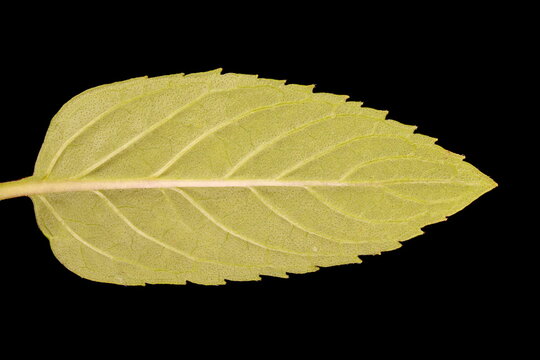 Peppermint (Mentha x piperita). Leaf Closeup