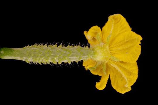 Cucumber (Cucumis sativus). Female Flower Closeup