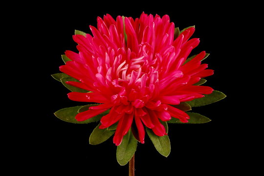 Chinese Aster (Callistephus chinensis). Flowering Capitulum Closeup