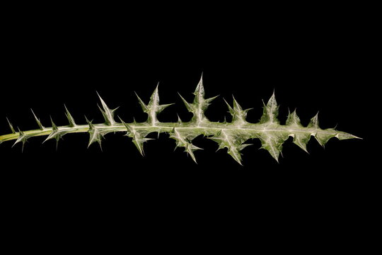 Spiny Globe Thistle (Echinops spinosissimus). Leaf Closeup