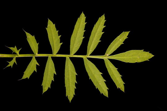 African Marigold (Tagetes erecta). Leaf Closeup