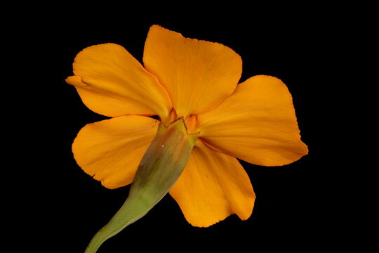 African Marigold (Tagetes erecta). Flowering Capitulum Closeup