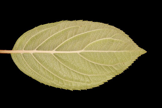 Panicled Hydrangea (Hydrangea paniculata). Leaf Closeup