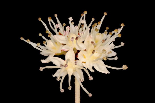 Panicled Hydrangea (Hydrangea paniculata). Inflorescence Detail Closeup