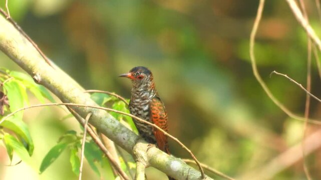 Violet cuckoo juvenile