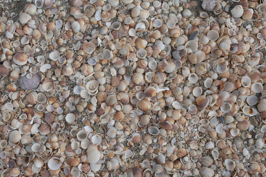 There are many beautiful shells on the seashore.