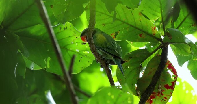 Red-breasted parakeet Psittacula alexandri perches on a branch under large green leaves. Wild bird in natural habitat within a tropical jungle environment.
