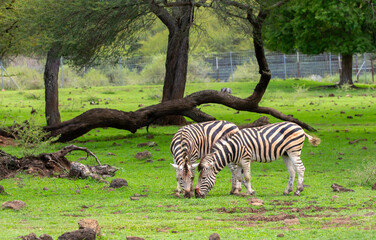 Fototapeta premium Zebras walking in a green meadow and eating grass. African zebras in the savannah. Wild animals in their natural habitat.