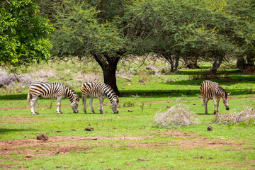 Fototapeta premium Zebras walking in a green meadow and eating grass. African zebras in the savannah. Wild animals in their natural habitat.
