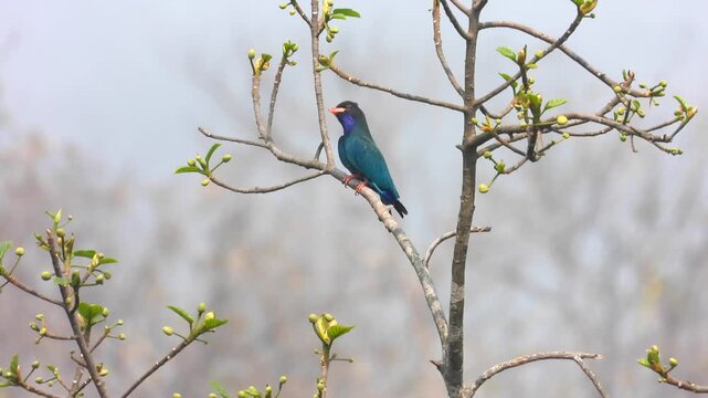 Oriental dollarbird