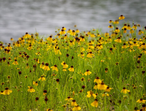 A field of vibrant Rudbeckia hirta, also known as Yellow Coneflowers, thrives beside a lake within the picturesque Llano Texas Hill Country landscape