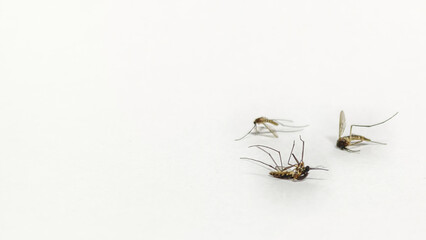 Dead mosquitoes on white background insect pest control concept © Yuliantini
