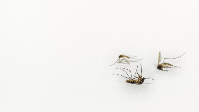 Dead mosquitoes on white background insect pest control concept