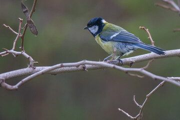 great tit on branch © Александр Арендарь