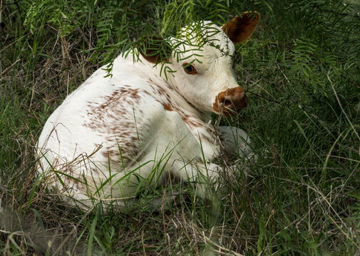 A speckled white and brown Texas Longhorn calf rests amongst tall green grass in the Hill Country near Llano, Texas. Rural scenic.