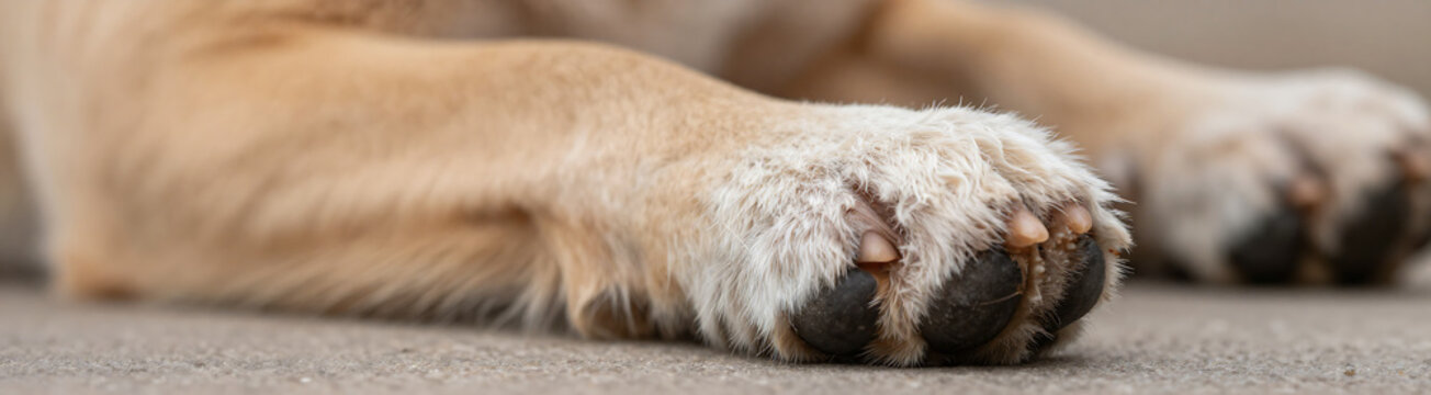 dog paw intricate fur patterns highlighting nail growth ridges crevices set soft focus background