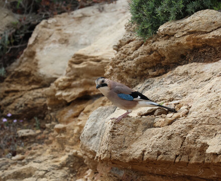 Eurasian jay perched on a natural rocky cliff in its wild habitat.