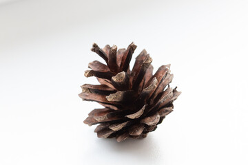 pine cone on white background © FOTOLUSIS