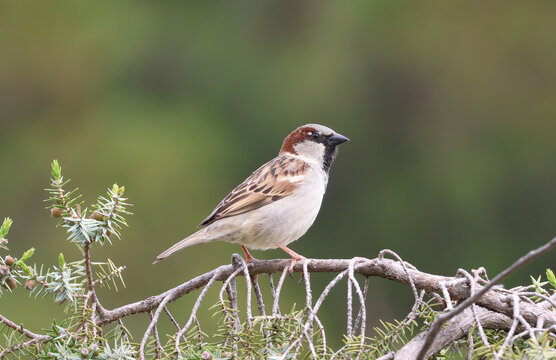 Male house sparrow perched on a juniper branch with a blurred green background.