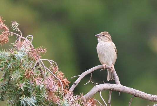 Female house sparrow perched on a dry branch with green forest background.