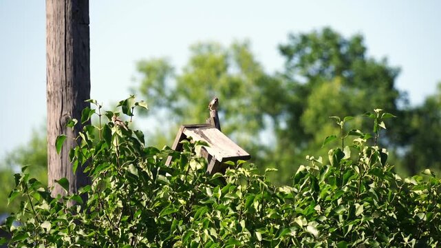 Small bird perches atop a weathered birdhouse. Green foliage surrounds the structure. Bright sky and distant trees form a soft backdrop. Bird appears alert, surveying its surroundings