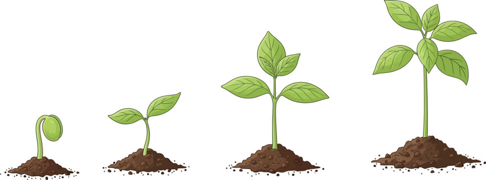 Four stages of plant growth from seedling to sapling