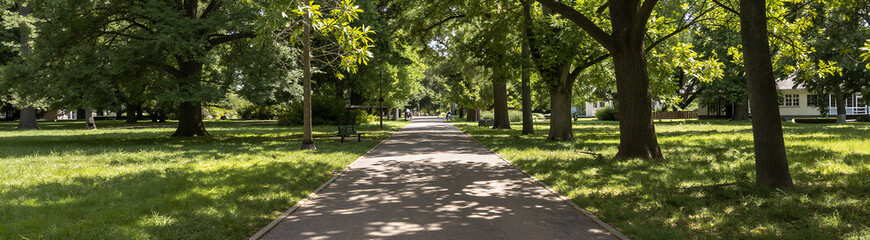 Fototapeta premium partially shaded park pathway stretches lush green park illuminated soft dappled sunlight filtering canopy tall