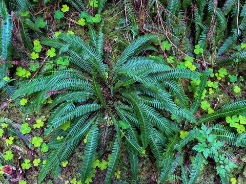Western sword fern pattern. Beautiful background. Beautiful ferns leaves, green foliage