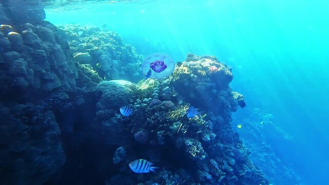Underwater scene glows with sunlight piercing deep blue water. Fish dart near colorful coral reefs, alive with motion. Striped fish swim past rock formations, searching for food