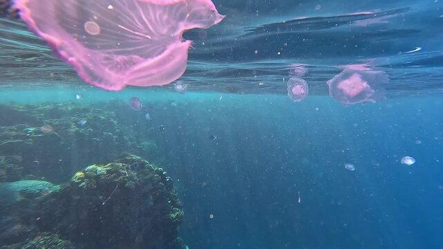 Soft pink jellyfish drift near coral reef. Sunlight filters through water, creating gentle beams. Jellyfish glide with calm, effortless motion. Underwater scene evokes serene, tranquil beauty