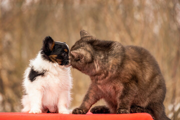Obraz premium Fluffy cat sniffing and kissing small papillon puppy nose
