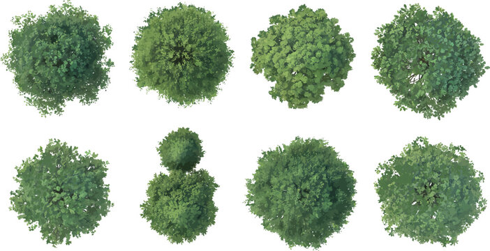 Set of Eight Diverse Green Tree Crowns Viewed From Top Down Perspective