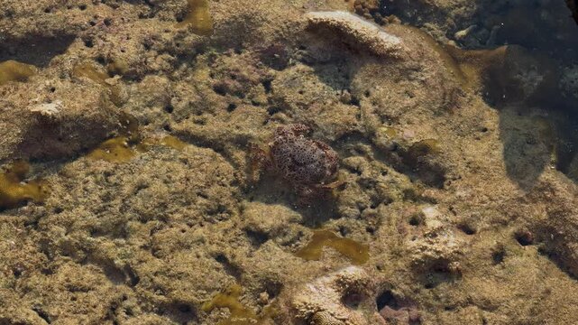 underwater life at low tide, various corals, crabs on rocks and underwater, fish and other marine life, sea cucumber, sea tentacles