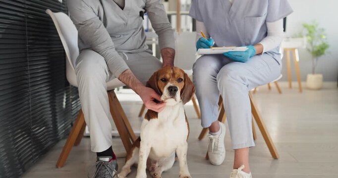Veterinarian and nurse examine beagle during clinic checkup. Team notes in a clean office and calmly evaluates symptoms while keeping the dog supported. Clear pet wellness care message.