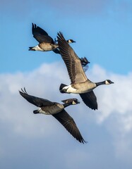 Fototapeta premium Geese fly against light blue skies w/ scattered clouds