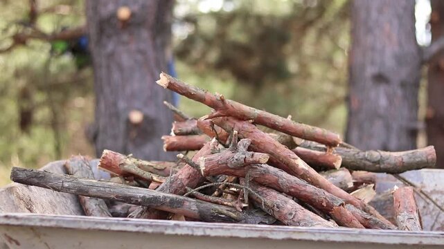 Old garden wheelbarrow filled with firewood, in the background a man with a chainsaw cuts branches. Close-up of a metal garden wheelbarrow filled with freshly sawn pine branches