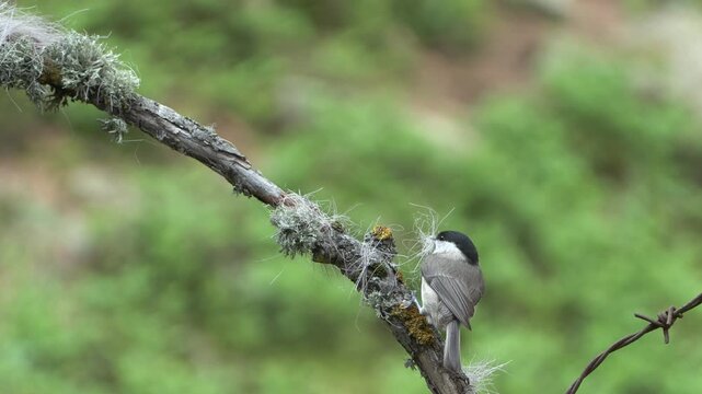 cincia bigia (Poecile palustris) gray tit	
