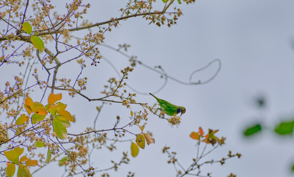 Golden-fronted Leafbird drinking nectar from flowers