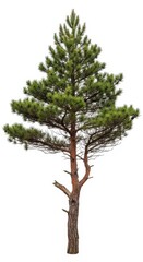 Fototapeta premium Single Pine Tree Isolated on White Background, Evergreen Conifer Forest Element